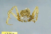 藏品(日本平家蟹)的圖片